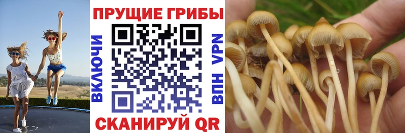 KRAKEN ссылка  Нижнекамск  Галлюциногенные грибы Psilocybe 